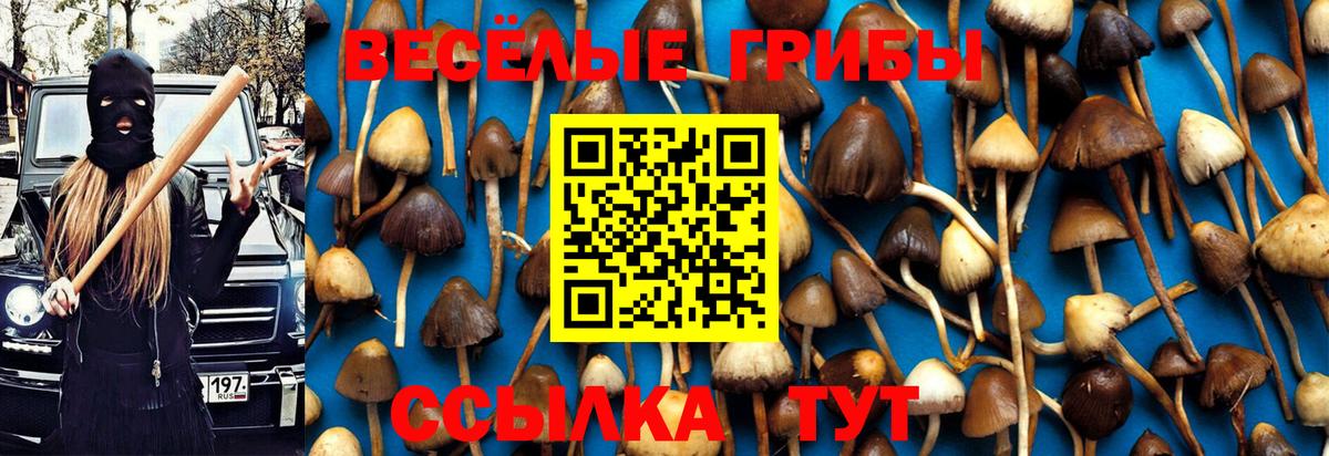 Псилоцибиновые грибы Cubensis Череповец